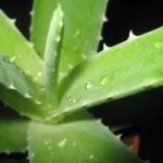 Beurre d’Aloe vera 100% Naturel 100 g – AROMAT’EASY