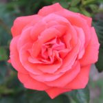 Arôme Naturel Rose 50 ML – CERF DELLIER