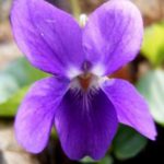 Arôme Naturel Violette 50 ML – CERF DELLIER