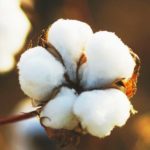 Fleur de Coton Flacon de 10 ML AROMAT’EASY
